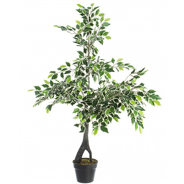 Fikus benjamina H120