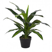 Sztuczna dracena H65